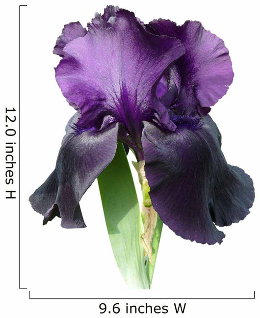 Iris Wall Decal