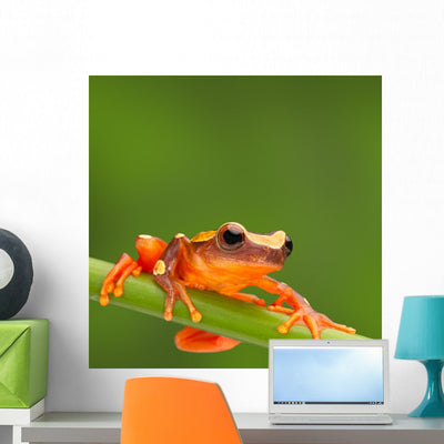 Red Tree Frog Climbing shown on a wall