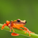 Red Tree Frog Climbing