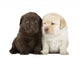 Labrador Retriever Puppies Wall Decal