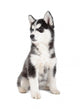 Siberian Husky Puppy Wall Decal