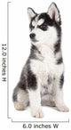 Siberian Husky Puppy Wall Decal