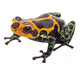 Poison Dart Frog