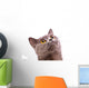 British shorthair gray cat with bright yellow eyes isolated on a Wall Decal