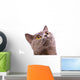 British shorthair gray cat with bright yellow eyes isolated on a Wall Decal