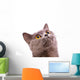 British shorthair gray cat with bright yellow eyes isolated on a Wall Decal
