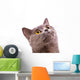 British shorthair gray cat with bright yellow eyes isolated on a Wall Decal