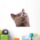 British shorthair gray cat with bright yellow eyes isolated on a Wall Decal