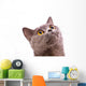 British shorthair gray cat with bright yellow eyes isolated on a Wall Decal