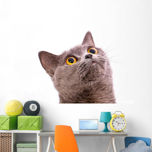 British shorthair gray cat with bright yellow eyes isolated on a Wall Decal