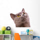 British shorthair gray cat with bright yellow eyes isolated on a Wall Decal