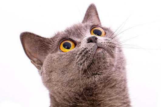 British shorthair gray cat with bright yellow eyes isolated on a Wall Decal