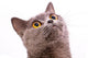 British shorthair gray cat with bright yellow eyes isolated on a Wall Decal