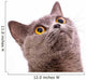 British shorthair gray cat with bright yellow eyes isolated on a Wall Decal