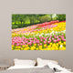Bed of Tulips in a Garden Wall Mural