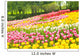 Bed of Tulips in a Garden Wall Mural