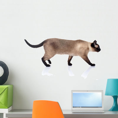 Siamese Cat White shown on a wall