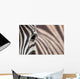 Zebra 3