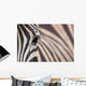 Zebra 3