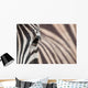 Zebra 3