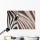 Zebra 3