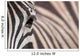 Zebra 3