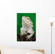 Bearded Dragon Reptile Lizard