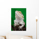 Bearded Dragon Reptile Lizard
