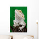 Bearded Dragon Reptile Lizard