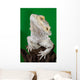 Bearded Dragon Reptile Lizard