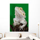 Bearded Dragon Reptile Lizard