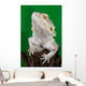 Bearded Dragon Reptile Lizard