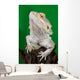 Bearded Dragon Reptile Lizard