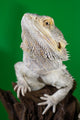 Bearded Dragon Reptile Lizard
