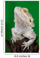 Bearded Dragon Reptile Lizard
