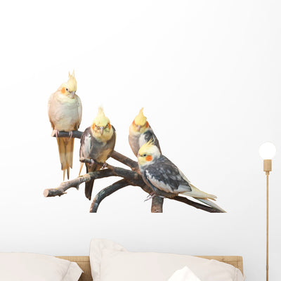 Group Cockatiels White Wall Mural shown on a wall