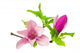 Magnolia Wall Decal