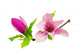 Magnolia Wall Decal