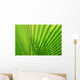 Palm Leaf