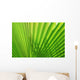 Palm Leaf