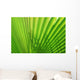 Palm Leaf
