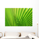 Palm Leaf