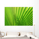Palm Leaf