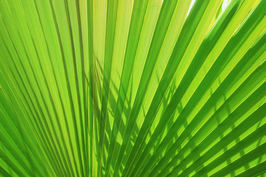 Palm Leaf