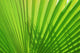 Palm Leaf