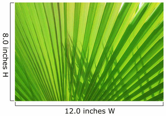 Palm Leaf
