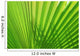 Palm Leaf