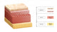 Layers Human Skin Cross