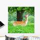 Young Fallow Deer Wall Mural