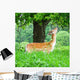 Young Fallow Deer Wall Mural